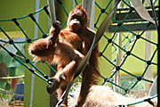 Orang Utan im neuen Orang-Utan Haus (Foto. MartiN Schmitz)